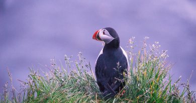 Amazing fact about puffins