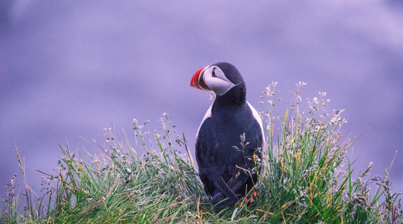Amazing fact about puffins