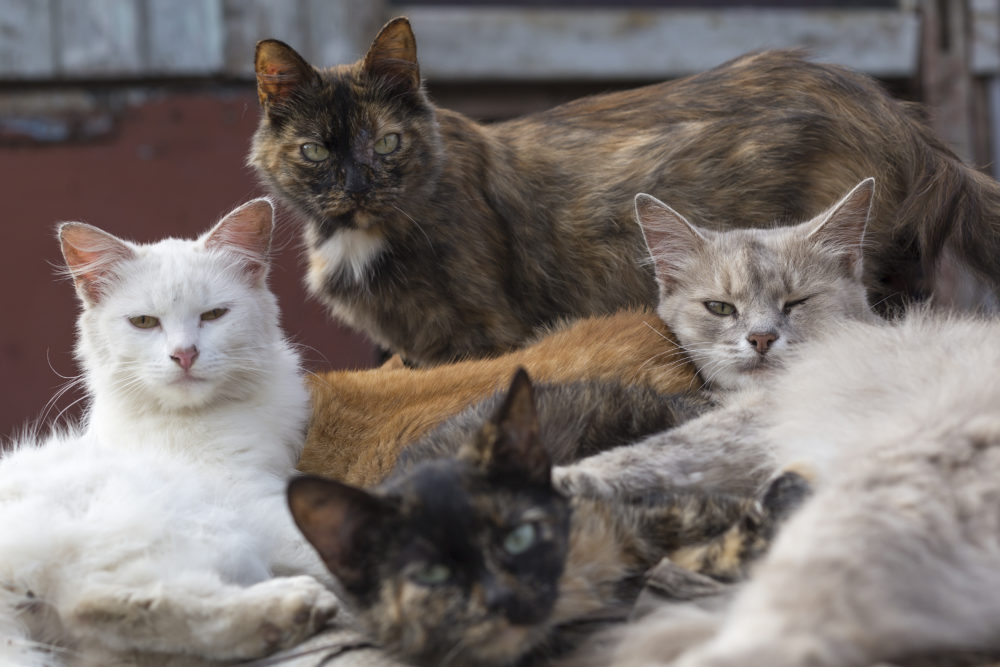 New Zealand Village Moves to Ban Cats PeopleHype
