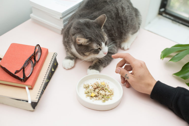 Why Cats Love A High Protein Diet PeopleHype