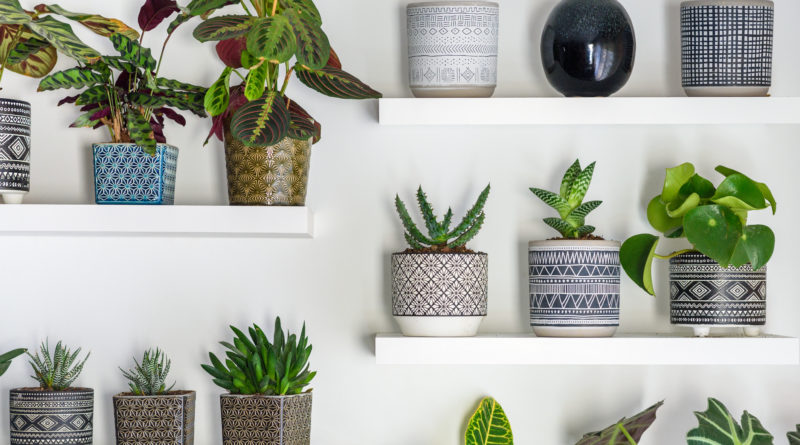5 Succulents Easy to Grow at Home