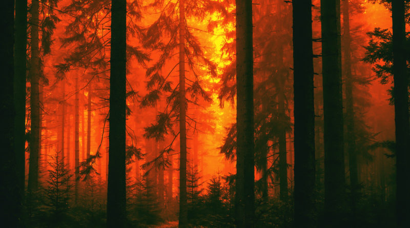 Why Are There So Many West Coast Wildfires