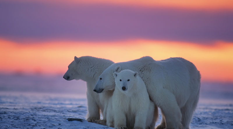 What Is National Polar Bear Day