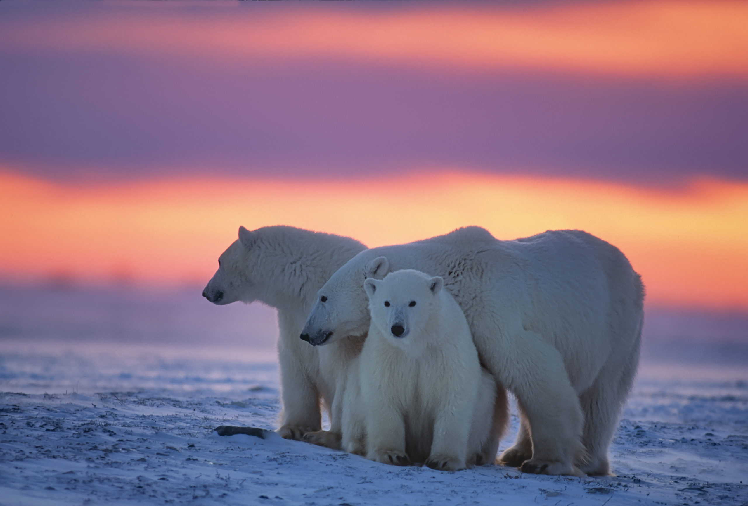 What Is National Polar Bear Day? PeopleHype