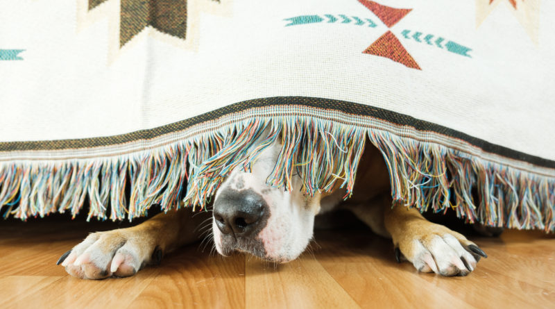 How to Keep Your Dog from Freaking Out During July 4 Fireworks