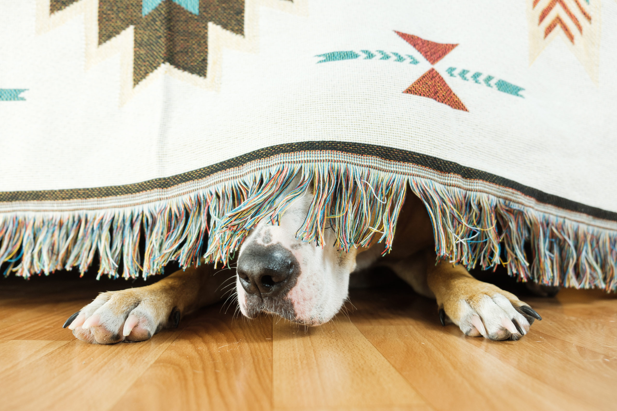 How to Keep Your Dog from Freaking Out During July 4 Fireworks PeopleHype
