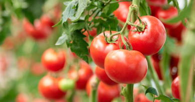 4 Delicious Tomato Recipes