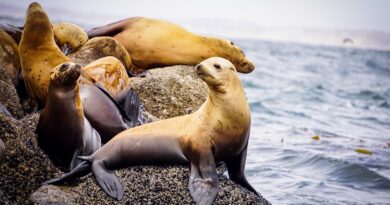 Why Are Peruvian Sea Lions Getting Bird Flu?
